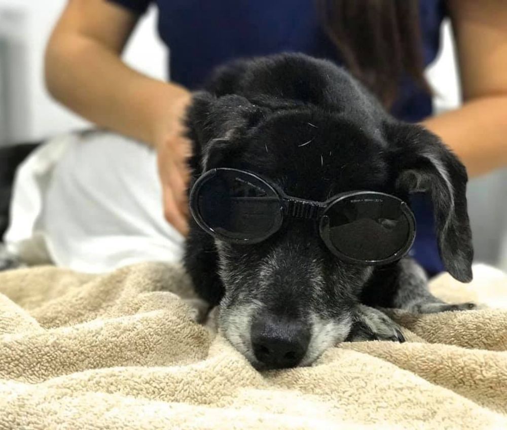 laser therapy header