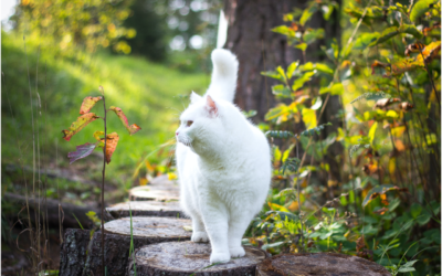 Learn to Prevent Squamous Cell Carcinoma in Cats