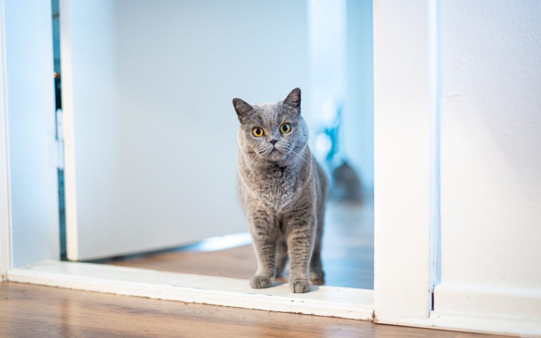 Grey cat standing in doorway looking curious.