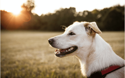 The Importance of Preventing Heartworms