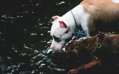 Hydrate Your Furry Friend: Essential Summer Care Tips