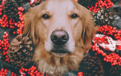 A Happy Holiday Season for Senior Pets: Tips for Joyful Celebrations