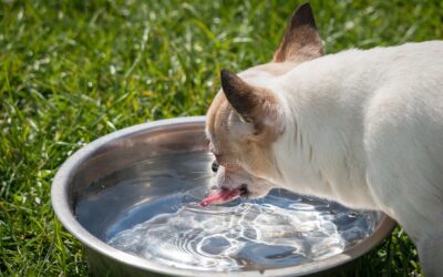 Is Your Pet Hydrated? Recognizing the Signs