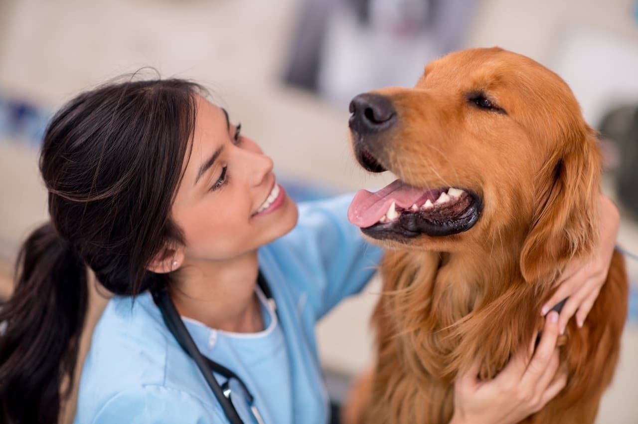 a veterinarian lovingly pets a golden retriever