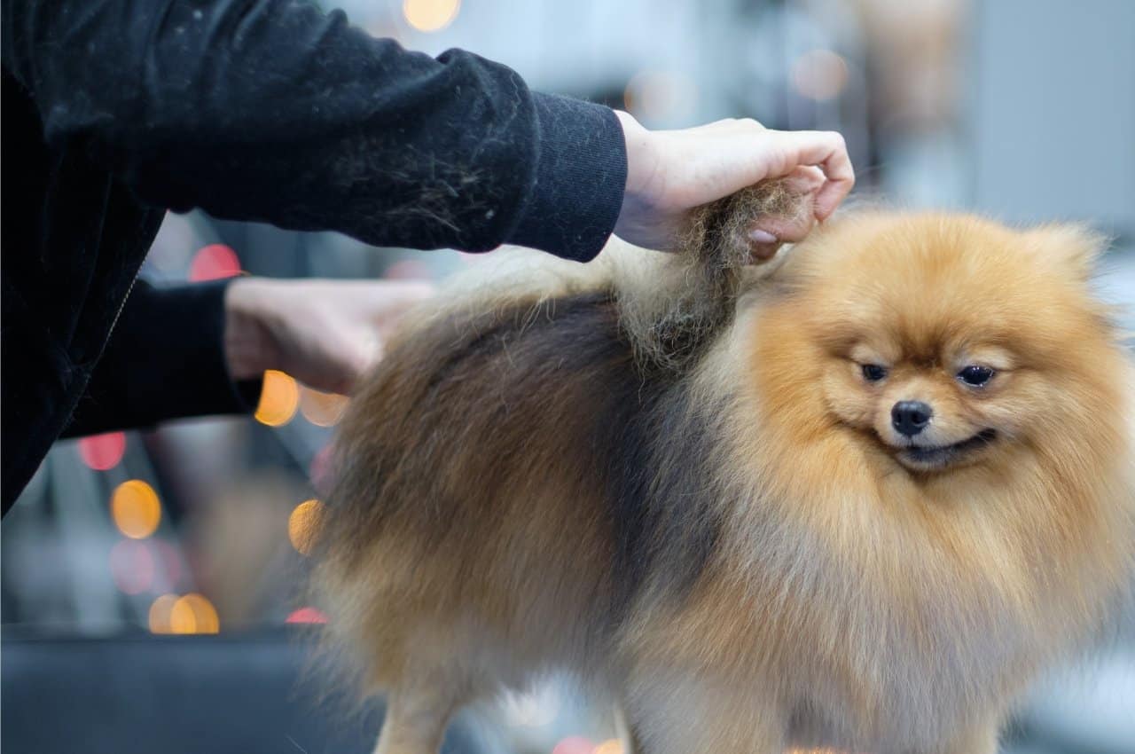 a person grooming a small dog