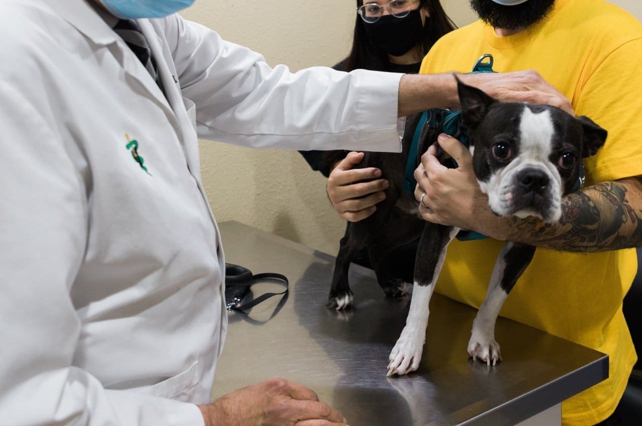 a veterinarian petting a dog