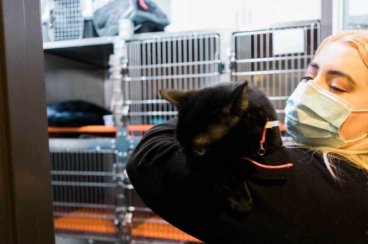 a vet staff gently holds a black cat