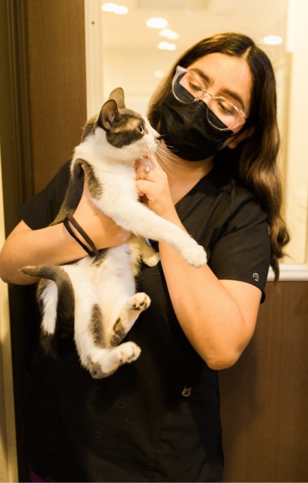 a vet staff gently holding a cat