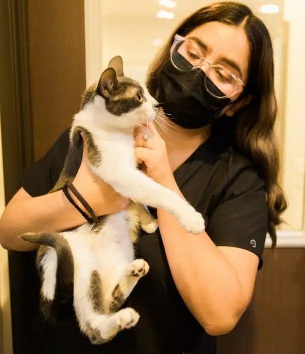 a vet staff gently holding a cat
